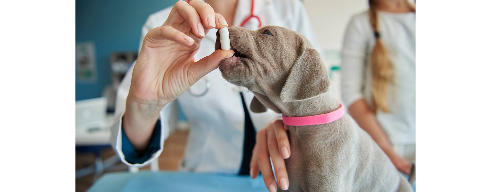 Gestión sostenible de medicamentos veterinarios: buenas prácticas para cuidar la salud y el ambiente