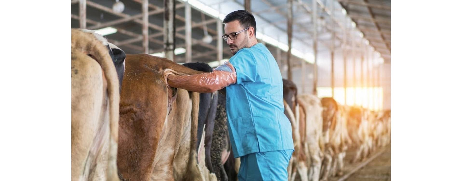 Inseminación Artificial: El camino hacia la excelencia genética