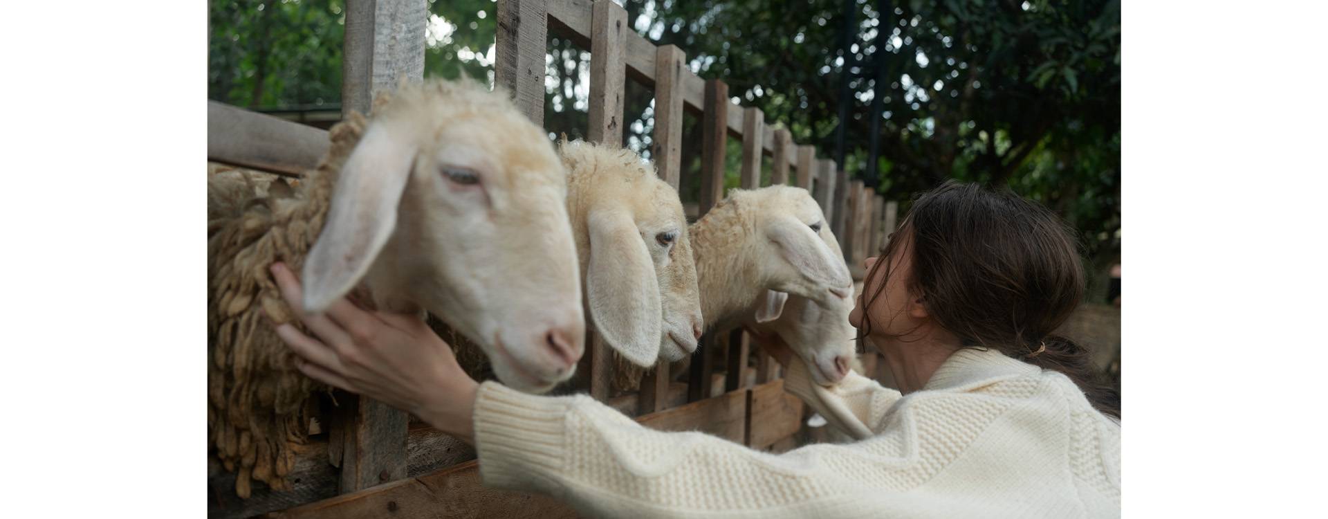 La Importancia del Bienestar Animal en la Producción Ganadera