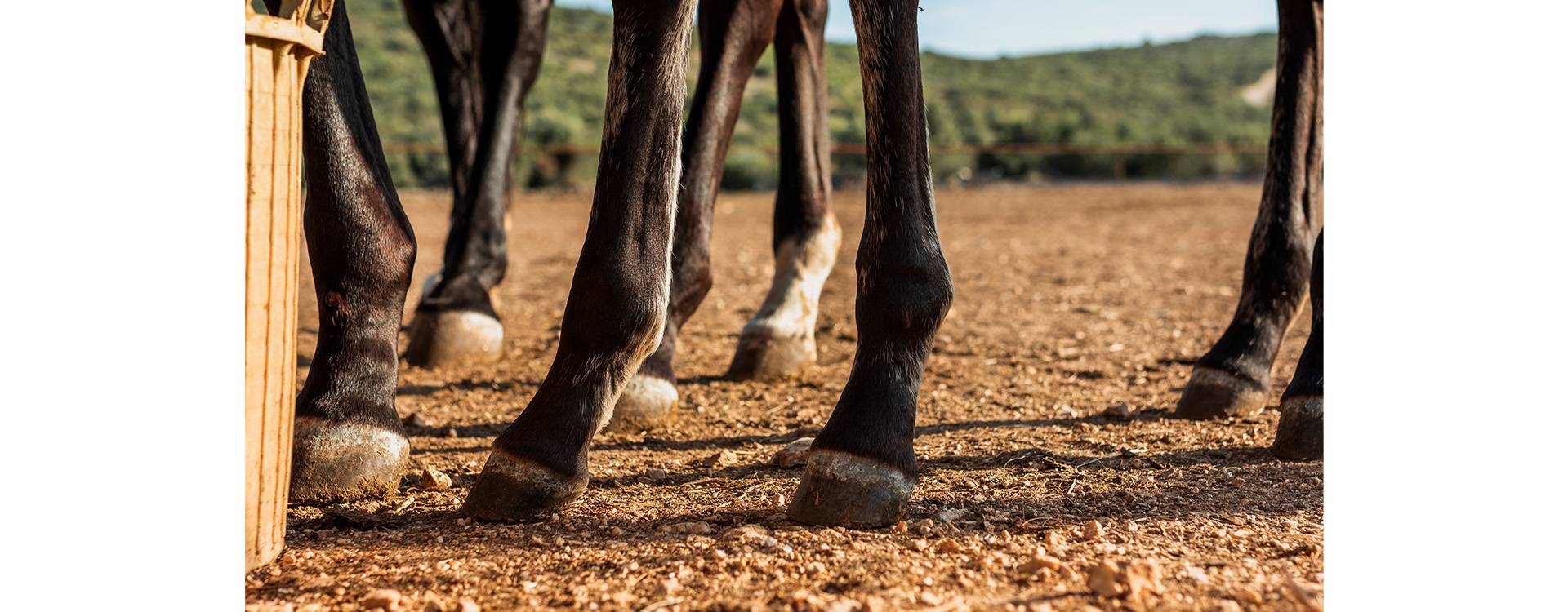 Consejos Prácticos para el Cuidado de Pezuñas y Herraduras en Ganado