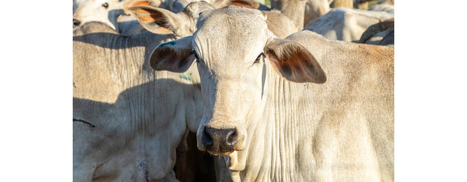 El Impacto de una Correcta Castración en el Rendimiento del Ganado