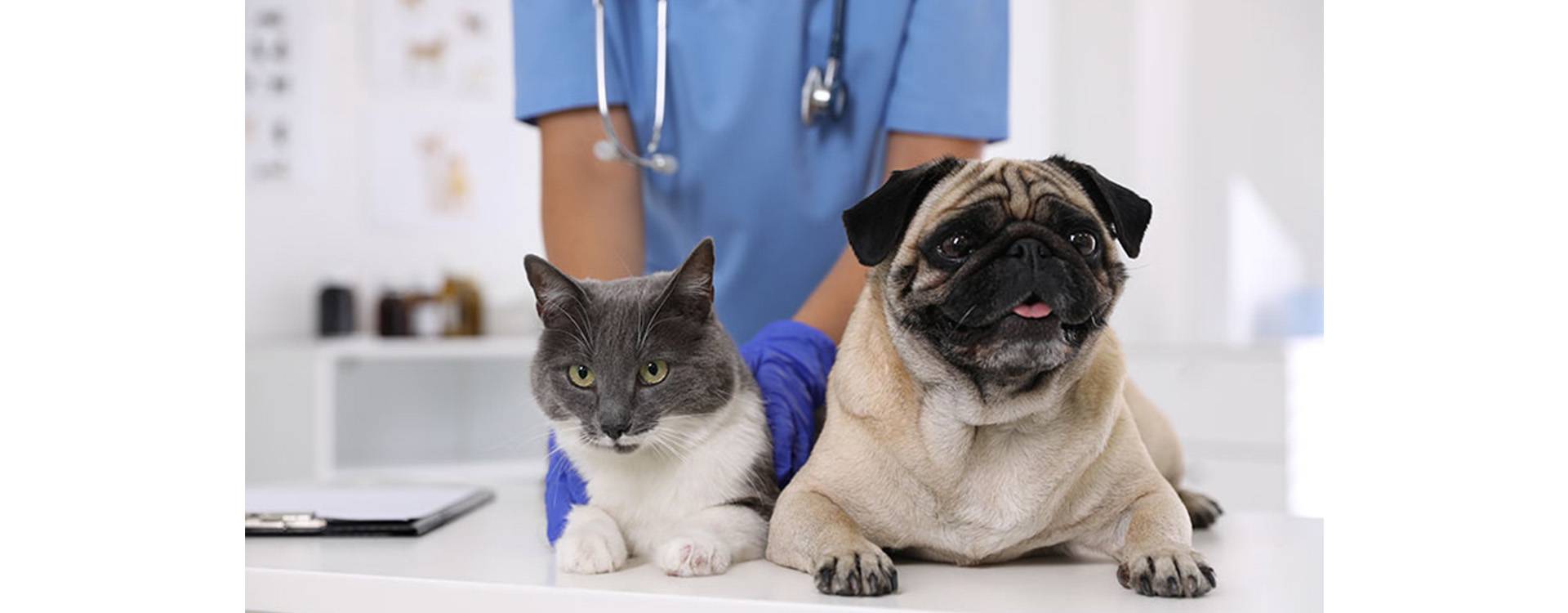 5 Beneficios de la Esterilización de Perros y Gatos