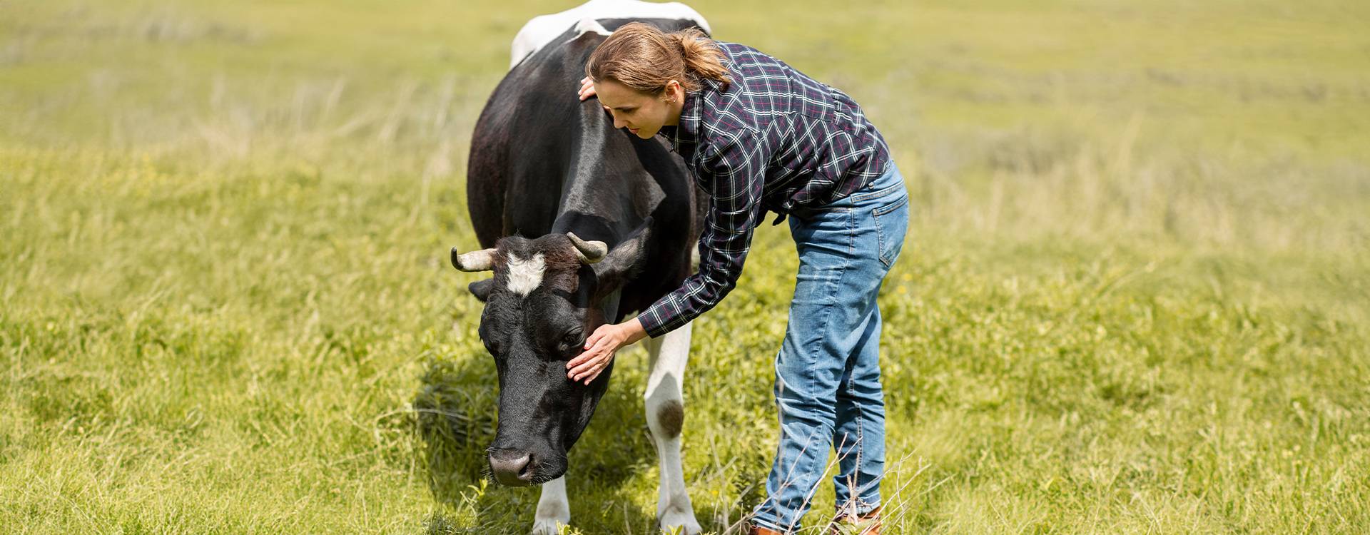 Manejo del estrés en animales durante procedimientos veterinarios