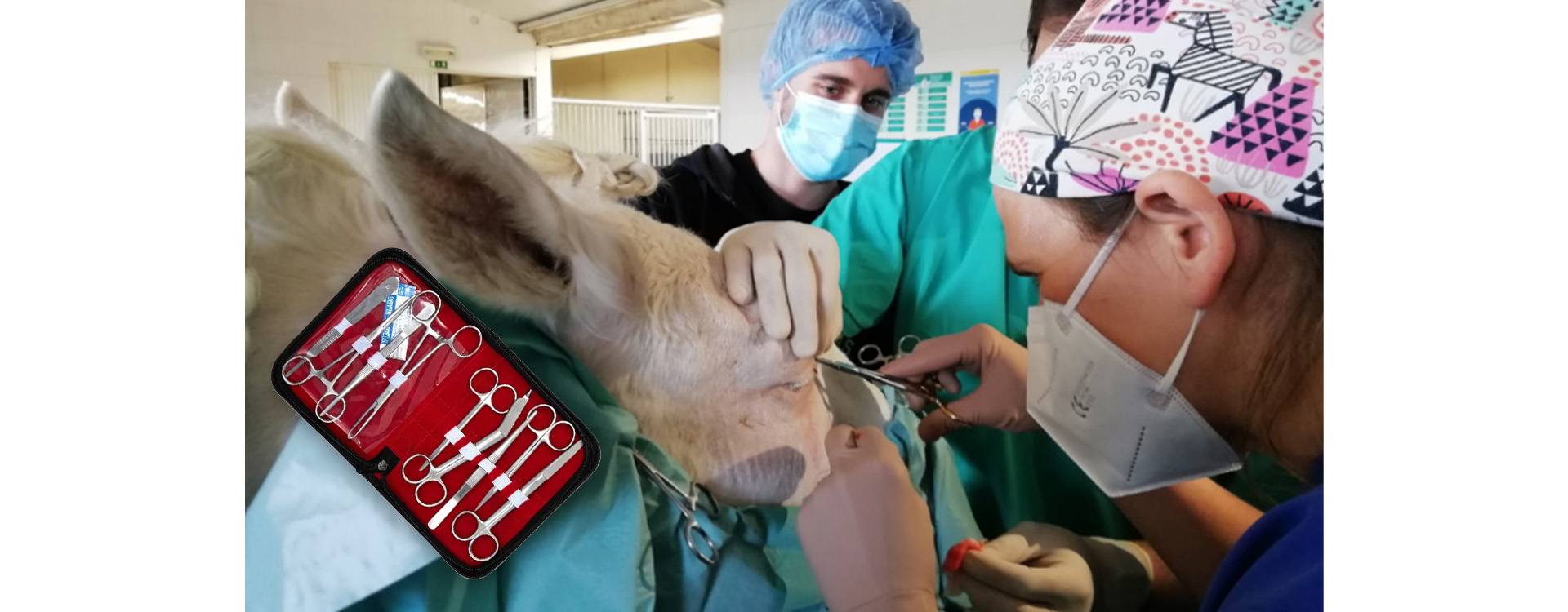 Tijeras y Pinzas para Cirugía Ganadera: Instrumentos Esenciales para el Cuidado y Manejo de los Animales