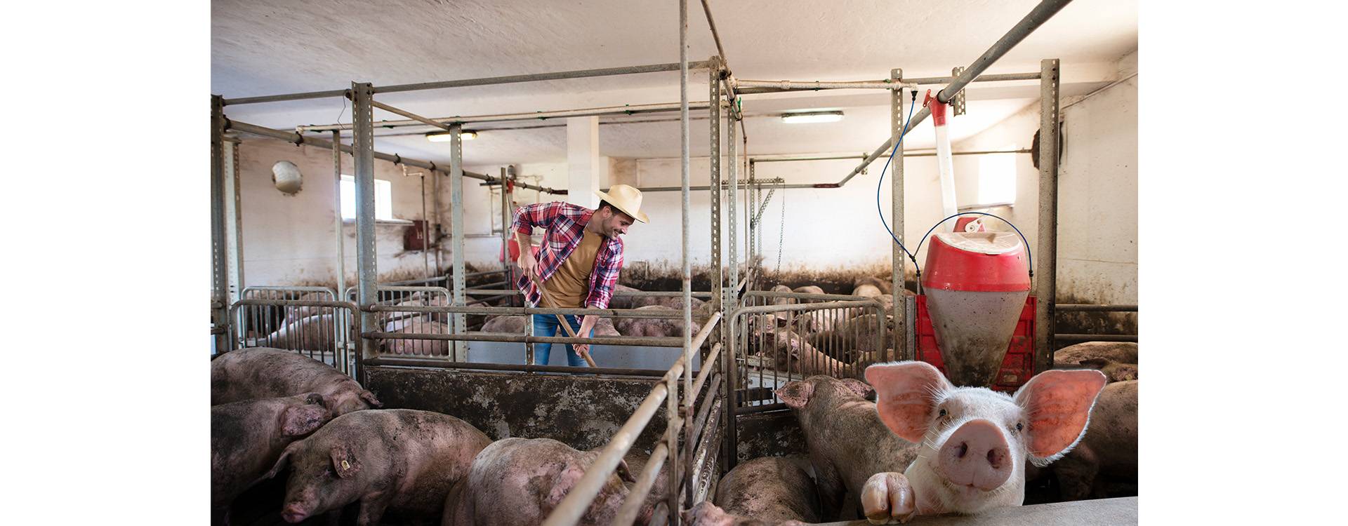 Tips para la Crianza Exitosa de Porcinos: Garantizando la Salud y Productividad de tus Animales