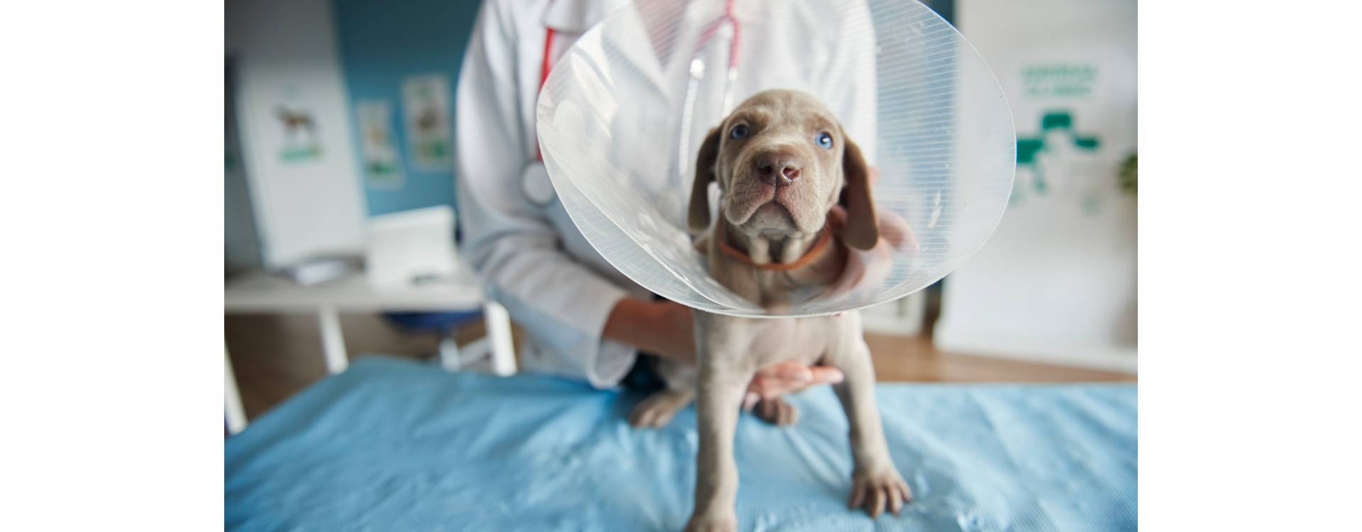 ¿Para qué sirve el collar isabelino en mascotas?