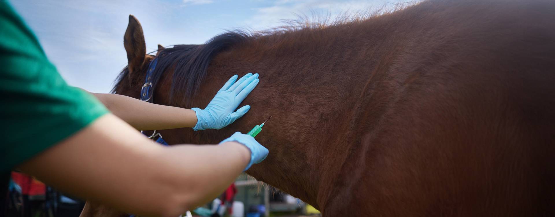 Cómo elegir las herramientas adecuadas para la salud y bienestar de tus animales de granja