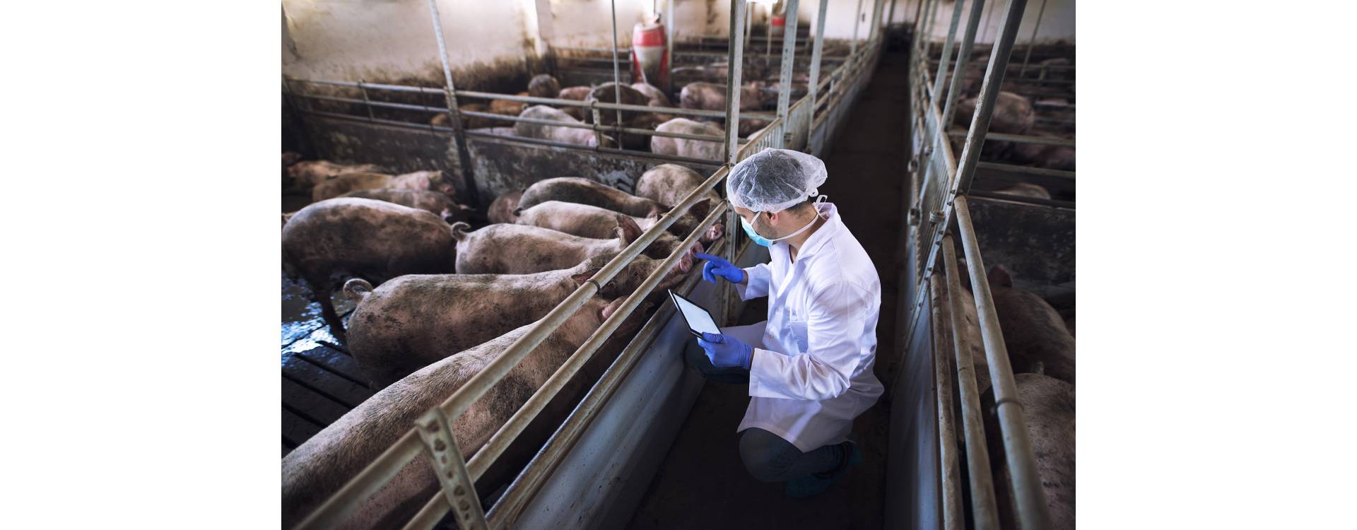 Inseminación Artificial en Porcinos: Una Revolución en la Producción Porcina Colombiana