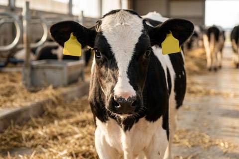 El arte de marcar: Claves de la identificación animal