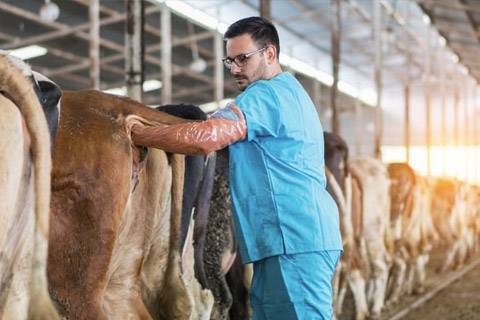 Inseminación Artificial: El camino hacia la excelencia genética
