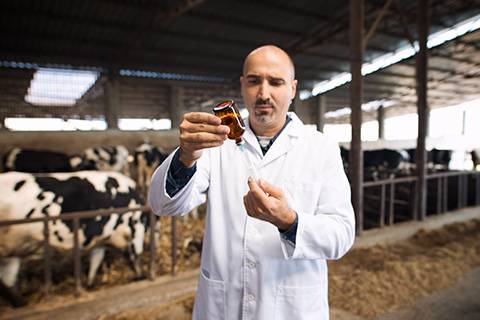 Nutrición inteligente: suplementos minerales que marcan la diferencia en el rendimiento animal