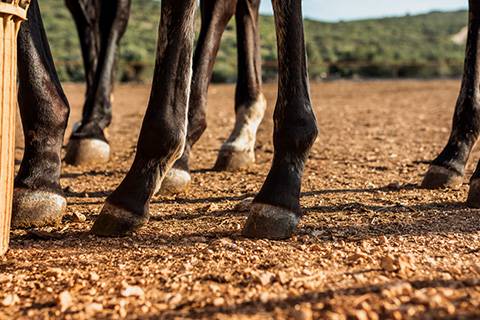 Consejos Prácticos para el Cuidado de Pezuñas y Herraduras en Ganado