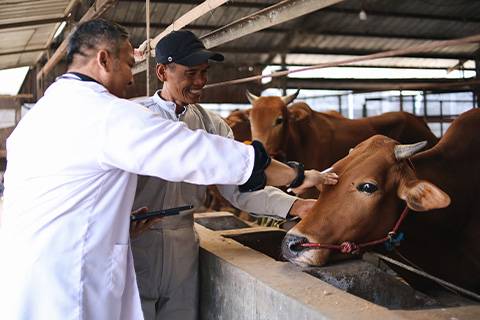 Guía básica para la castración segura en la ganadería