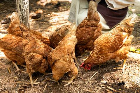 Hidratación: Una Clave para el Éxito en la Avicultura