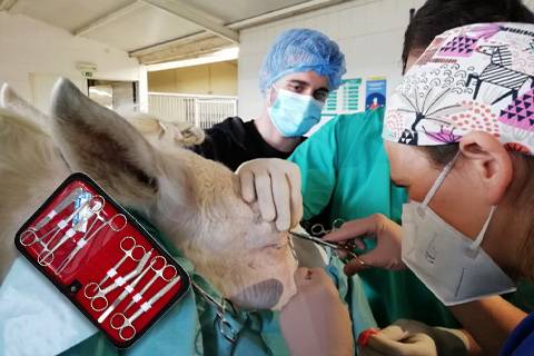 Tijeras y Pinzas para Cirugía Ganadera: Instrumentos Esenciales para el Cuidado y Manejo de los Animales