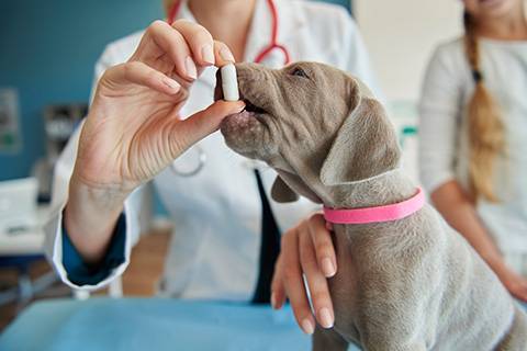 Gestión sostenible de medicamentos veterinarios: buenas prácticas para cuidar la salud y el ambiente