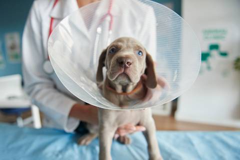 ¿Para qué sirve el collar isabelino en mascotas?