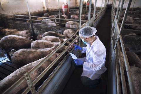 Inseminación Artificial en Porcinos: Una Revolución en la Producción Porcina Colombiana